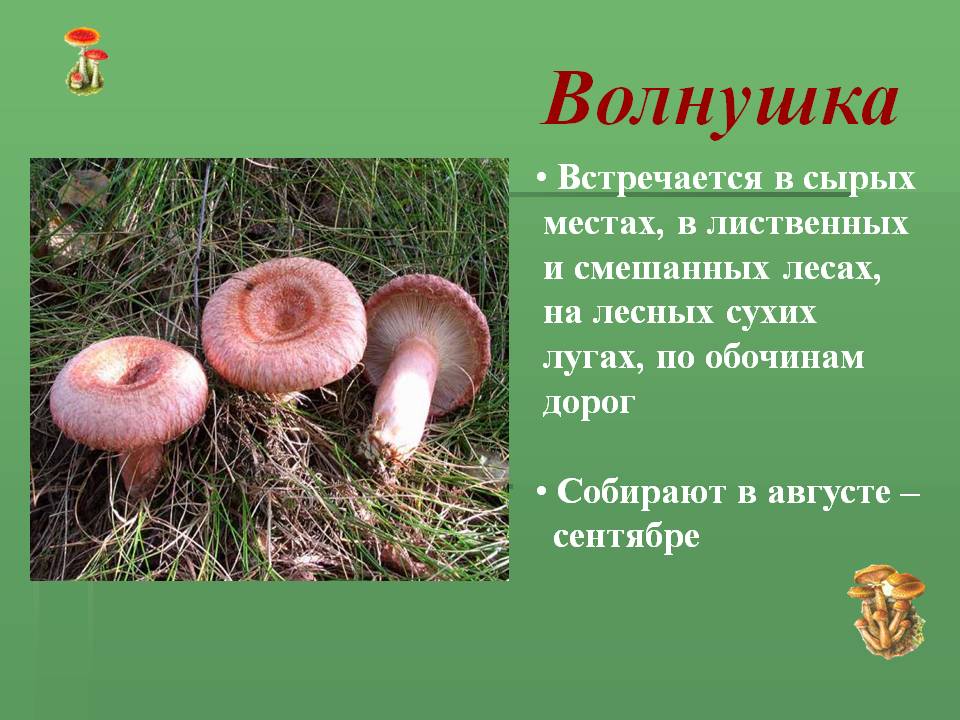Волнушка гриб и его разновидности - грибы собираем