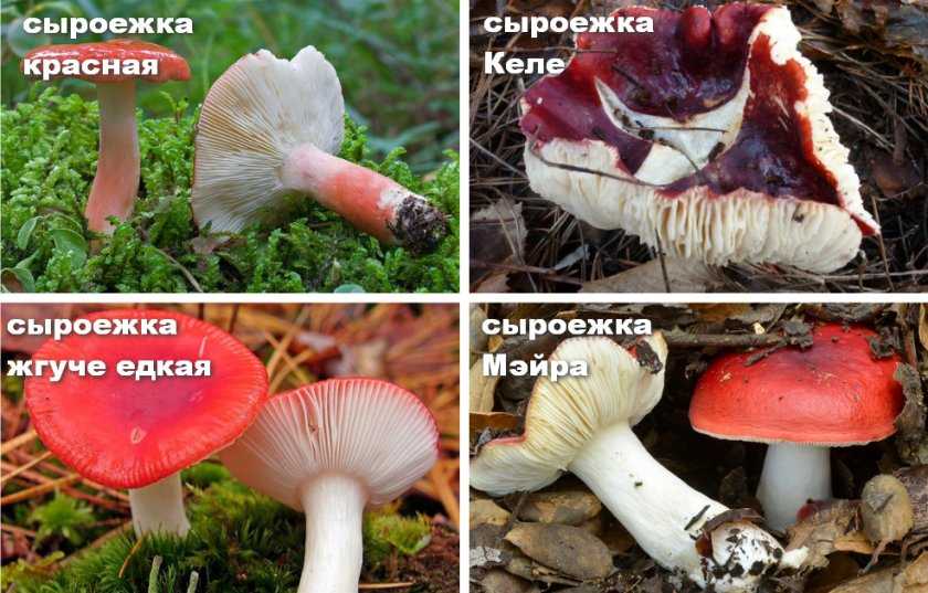 Cыроежка розовая (russula rosea): фото, описание и как готовить гриб