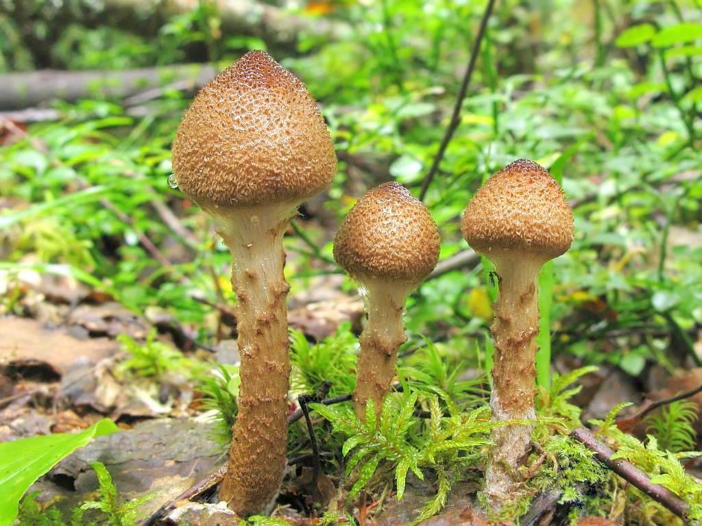 Паутинник гриб, фото, описание гриба