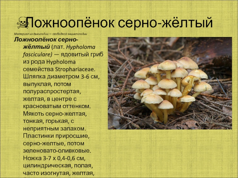 Ложный шампиньон или желтокожий (рыжеющий) -  описание гриба, съедобность. фото и видео.