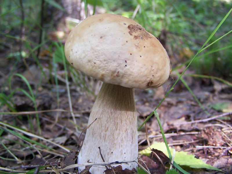 Белый гриб березовый - фото, описание, среда обитания