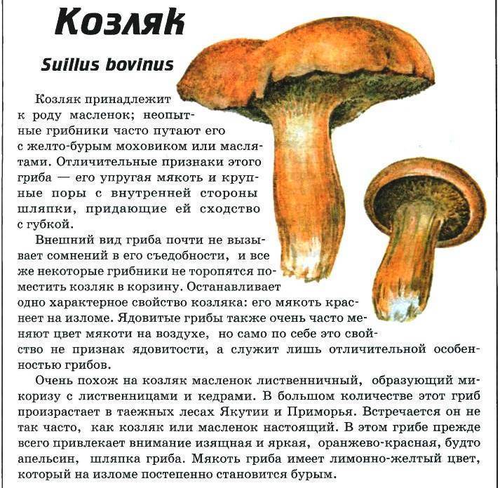 Перечный гриб или моховик перечный (chalciporus piperatus): фото и описание. он съедобный или ядовитый?