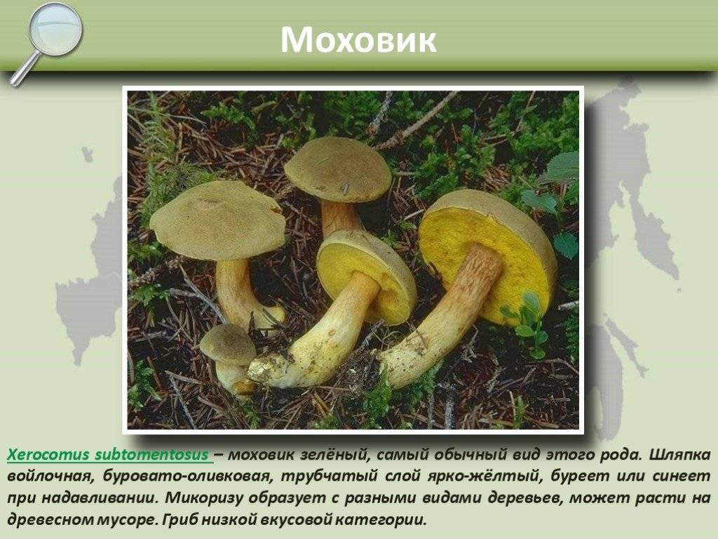 Описание основных видов моховиков, где растут грибы