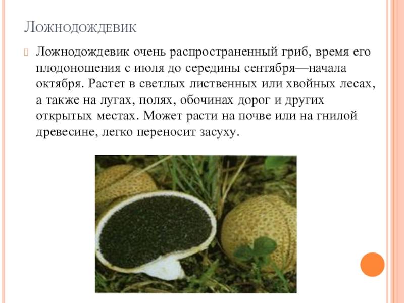 Ложнодождевик пятнистый — описание, где растет, похожие виды, фото