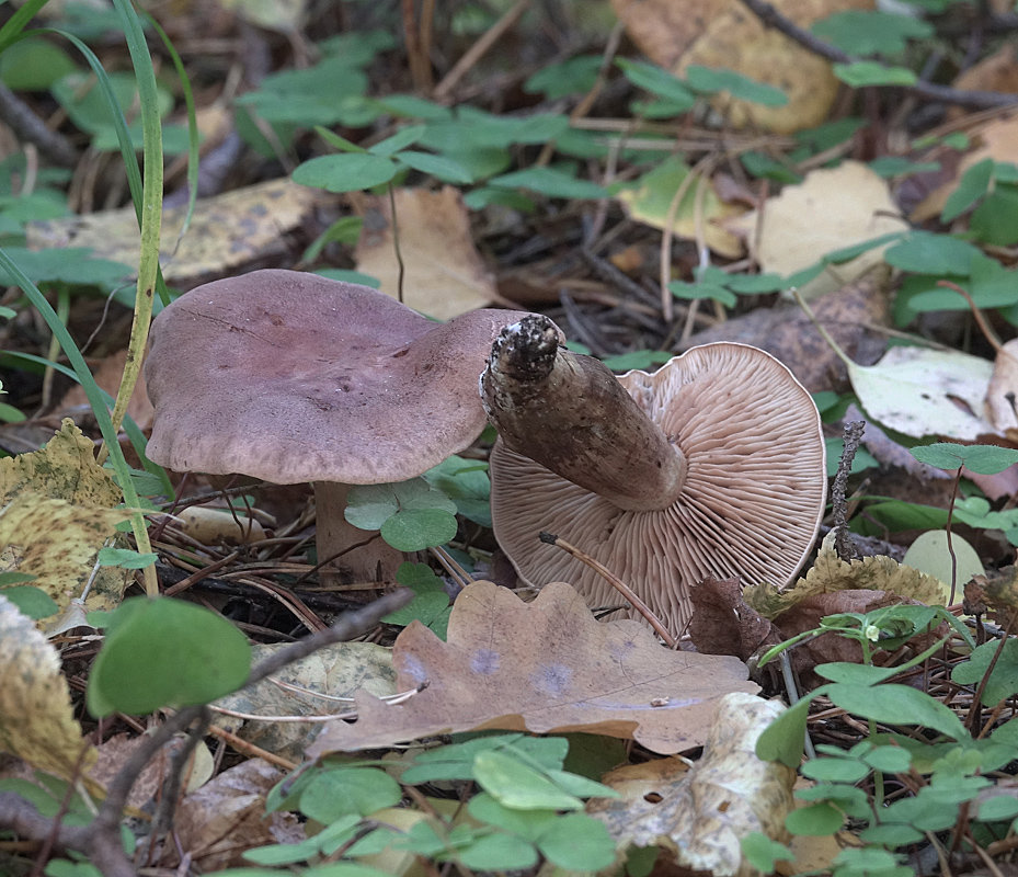 "50 оттенков бурого": коричневые рядовки, которые мы знаем и любим | это грибы! | дзен