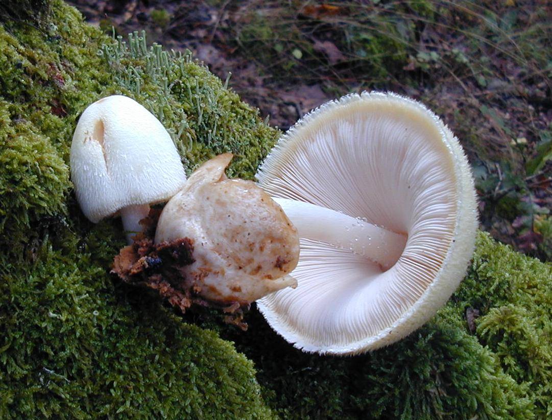 Вольвариелла шелковистая (volvariella bombycina) – грибы сибири