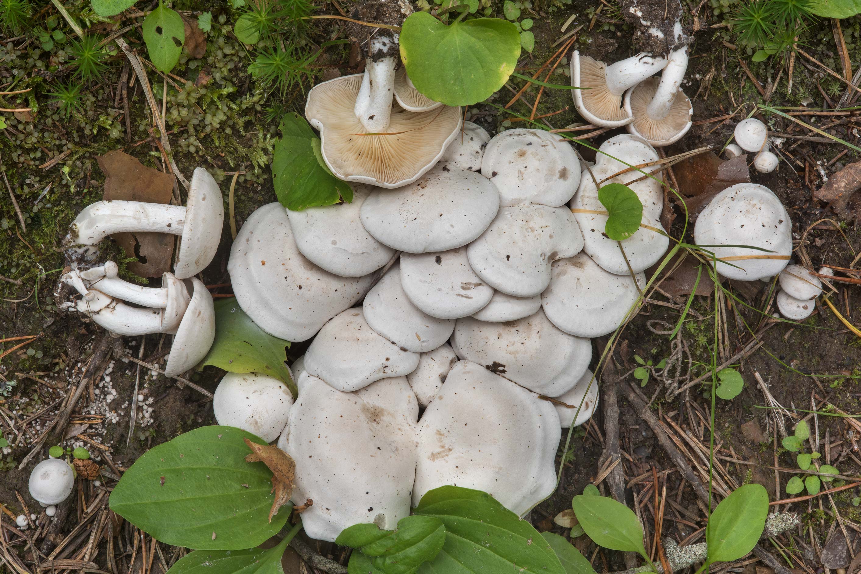 Лиофиллум симедзи — описание гриба, где растет, похожие виды, фото