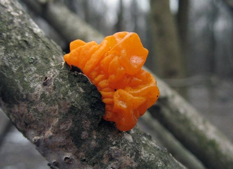 Описание дрожалки оранжевой (пленчатой), распространение гриба