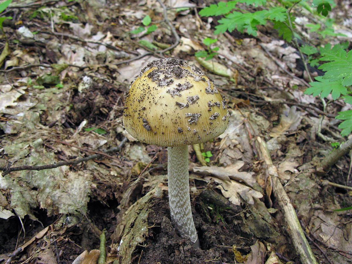 Королевский мухомор (amanita regalis): фото и описание, употребление гриба и где он растет, отличие от пантерного