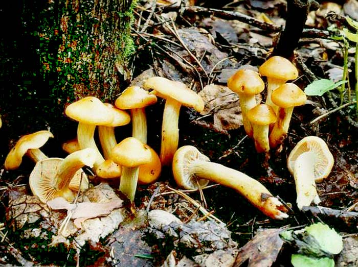 Смертельно опасный гриб лепиота ядовитая