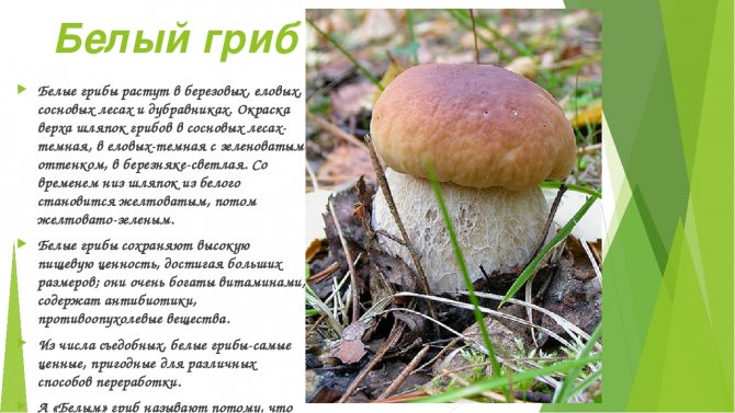 Боровик розовокожий – описание несъедобного гриба. фото.