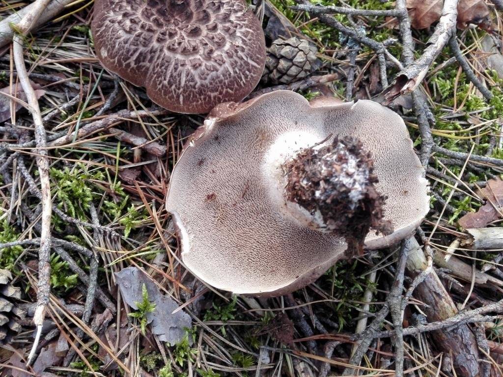 Ежовик – виды и фото гриба