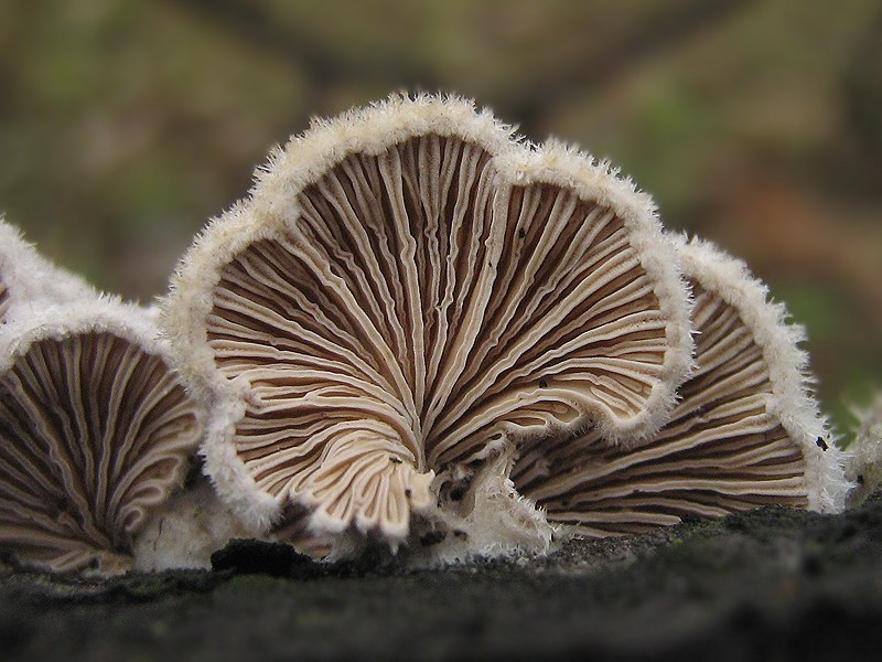 Щелелистник обыкновенный (schizophyllum commune) – грибы сибири