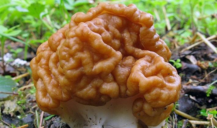Строчки: фото, описание и лечебные свойства, как выглядят грибы и в чем их польза