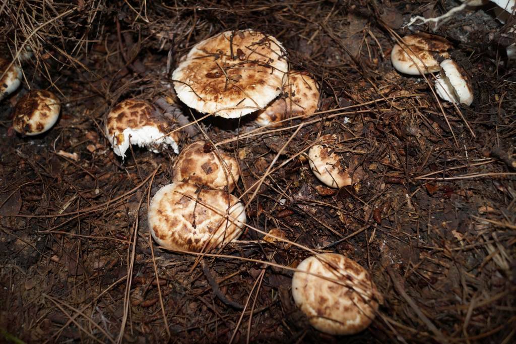 Редкий и дорогой вид грибов – мацутаке растет в некоторых районах сахалина . чёрт побери