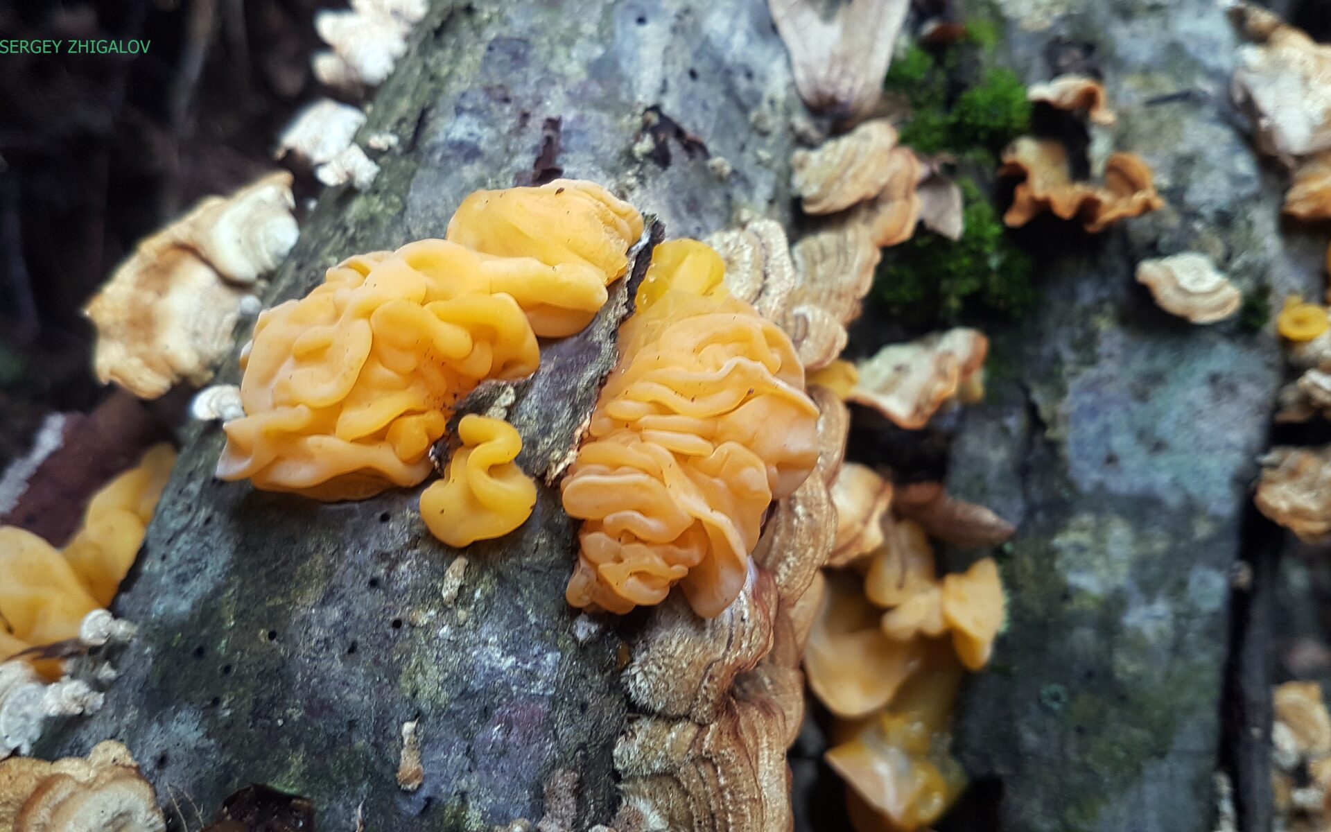 Дрожалка оранжевая: фото и описание, съедобность и польза гриба