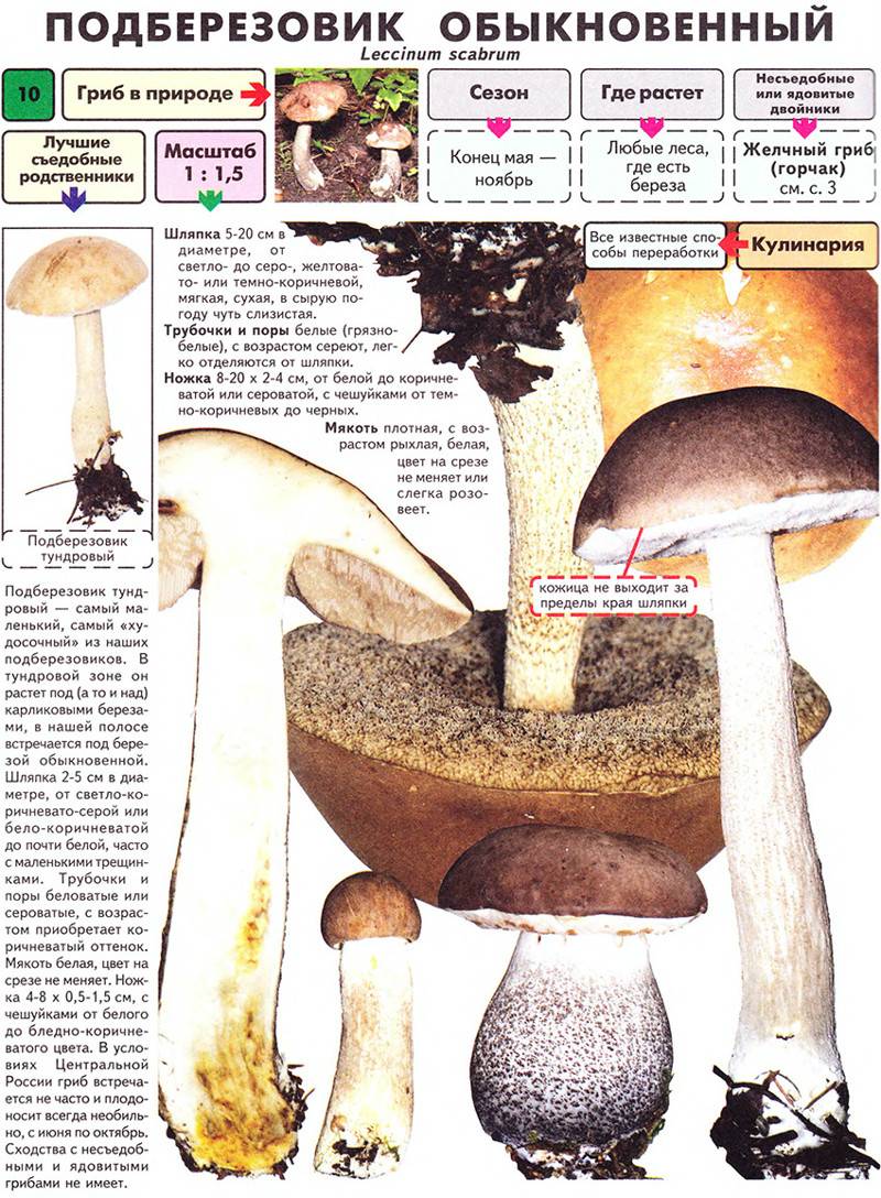 Подберезовик разноцветный - съедобный гриб. фото. описание. польза и противопоказания.