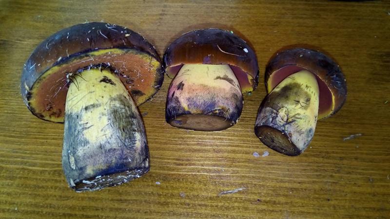 Какие грибы при варке становятся фиолетовыми?