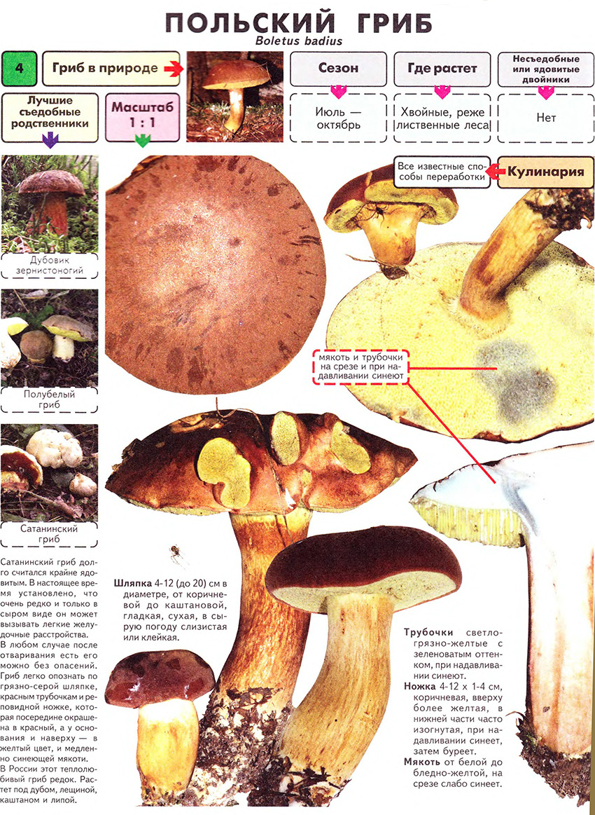 Грибные котлеты из замороженных отварных грибов: 14 рецептов приготовления с фото в домашних условиях