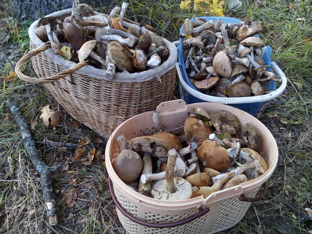 Советы грибников: как выбрать грибы для засолки и 2 способа засолки грибов