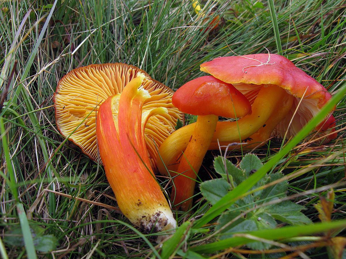 Гигроцибе пунцовая – красивый гриб с яркой окраской — викигриб