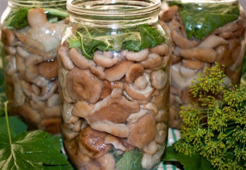Волнушки разные способы приготовления - грибы собираем