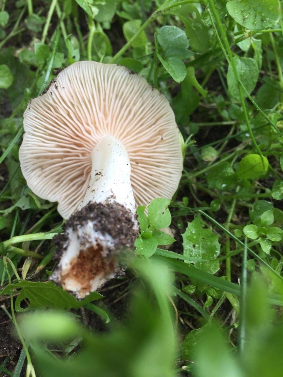 Энтолома садовая или лесная, подсливник, подабрикосовик (entoloma clypeatum): фото, описание съедобного гриба