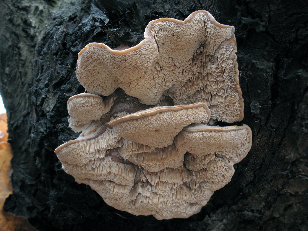 Ликбез по грибам трутовикам: полезные почти все, а некоторые еще и съедобные | книга грибов | дзен
