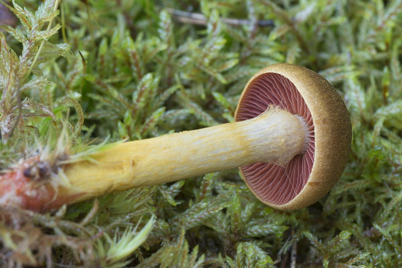 Паутинник пачкающий — описание гриба, где растет, похожие виды, фото