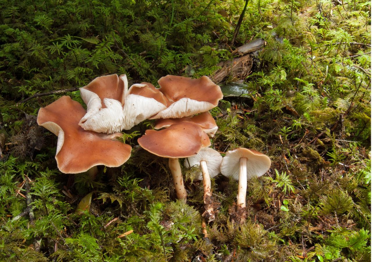 Описание гриба коллибия и его разновидности