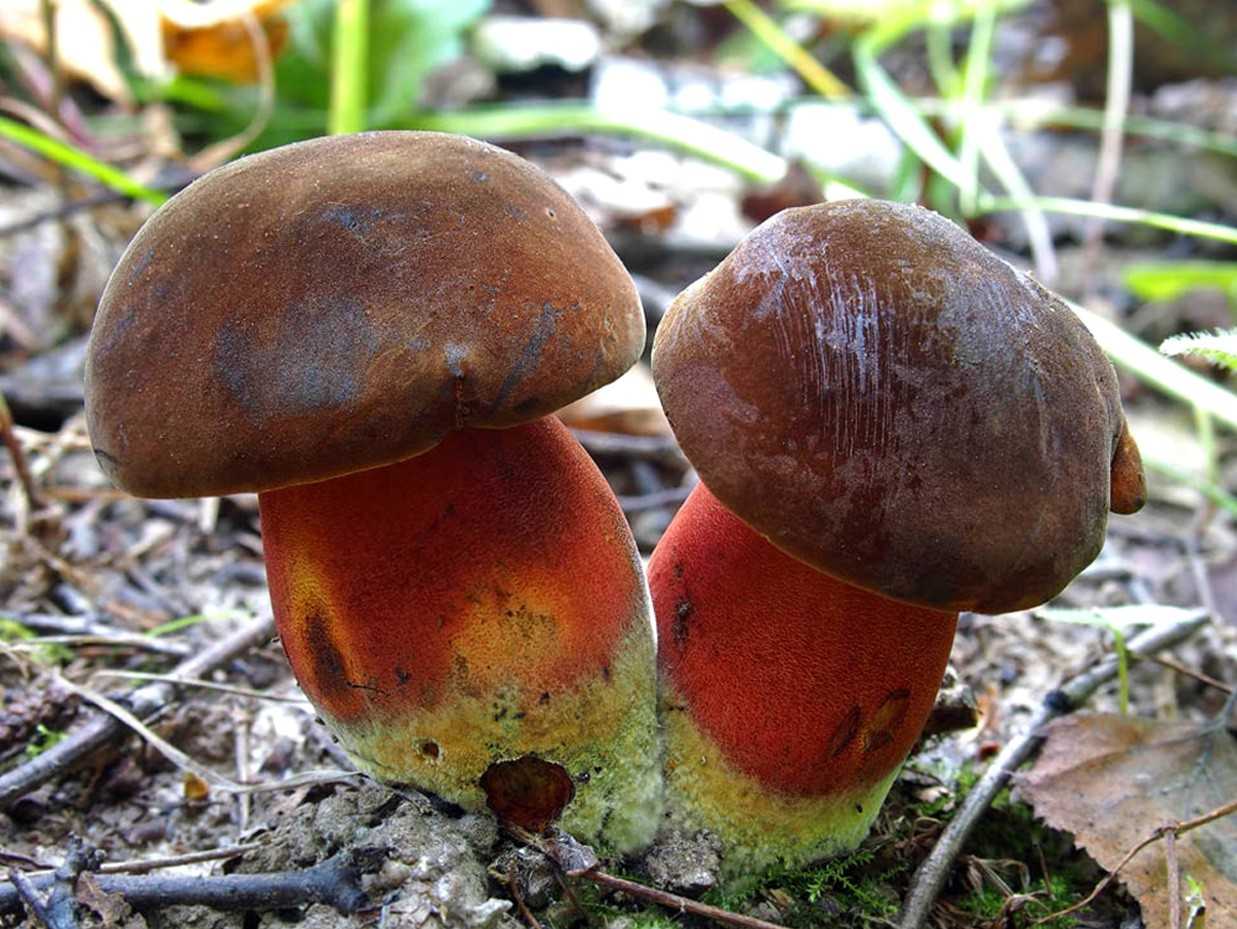 Как выглядит гриб дубовик: фото и описание, съедобный или нет