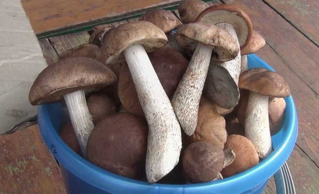 Сколько и как варить грибы подосиновики и подберезовики: перед жаркой и до готовности (+17 фото) — викигриб