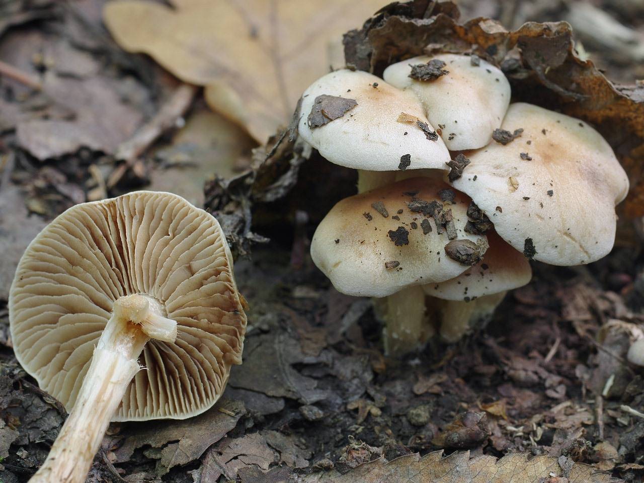 Ядовитые грибы ростовской области фото и описание