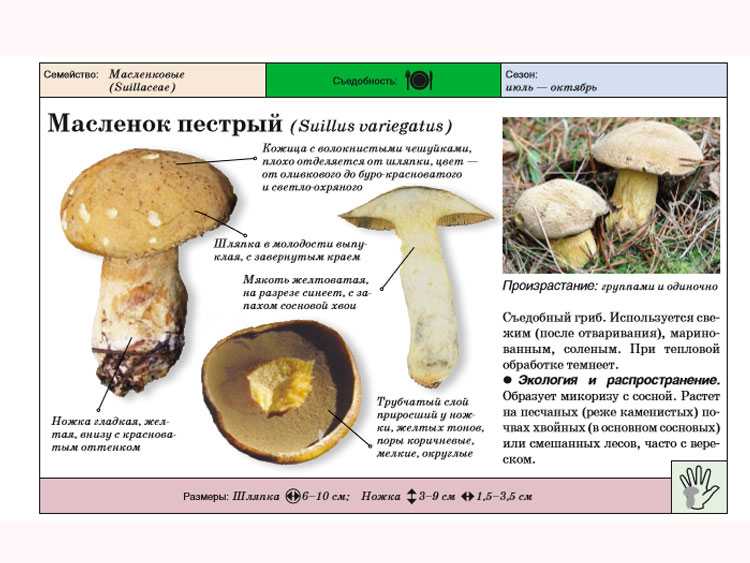 Съедобные грибы маслята. ложные маслята - как отличить? фото и описание ложных маслят