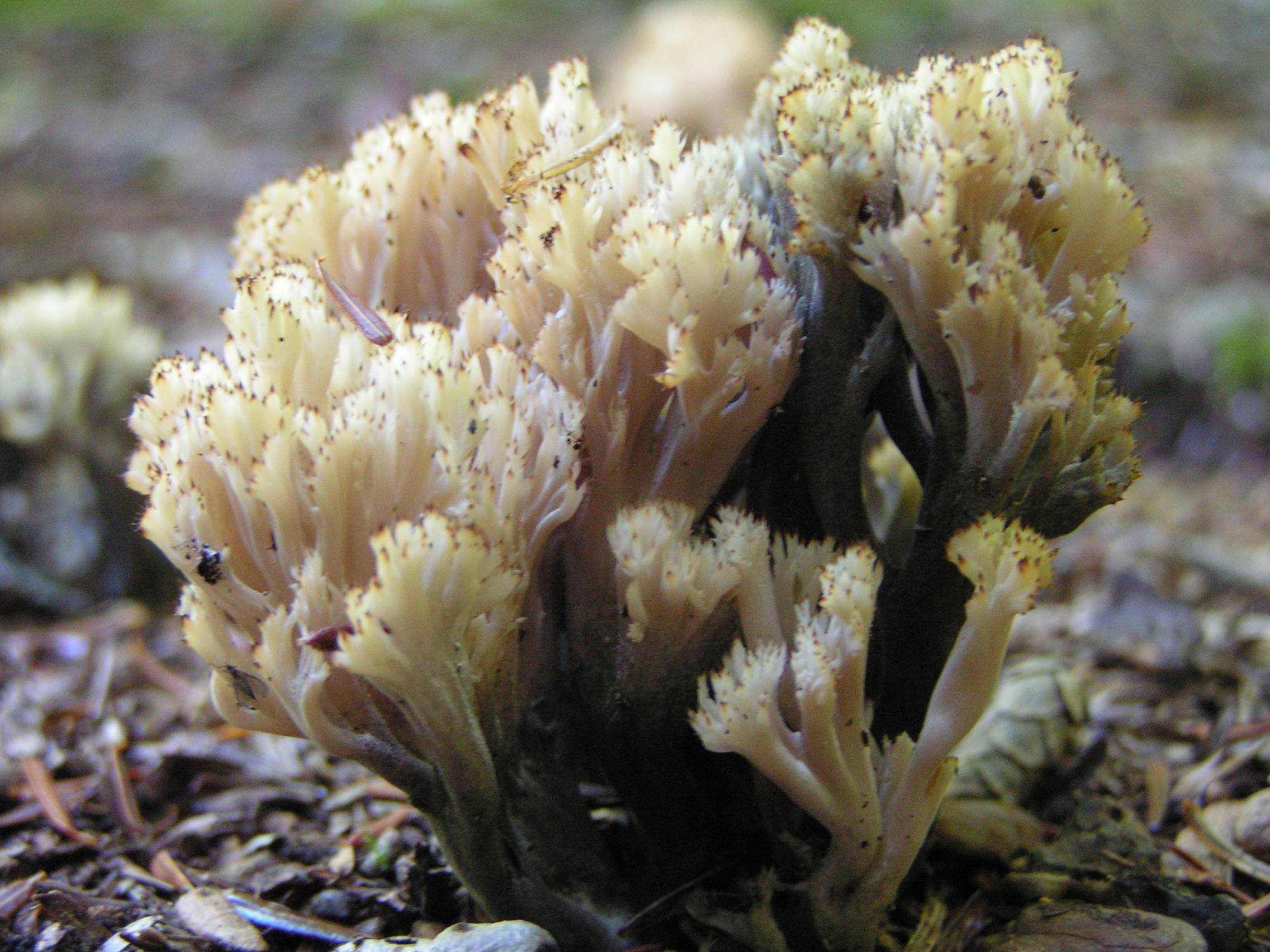 Коралловый гриб – съедобное чудо природы - грибы собираем