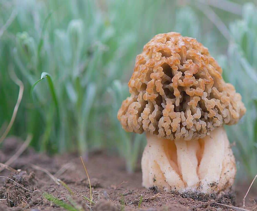 Сморчок степной или «гриб-подснежник» — викигриб