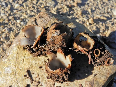 Боровик ле галь (ложный сатанинский гриб) (rubroboletus legaliae)