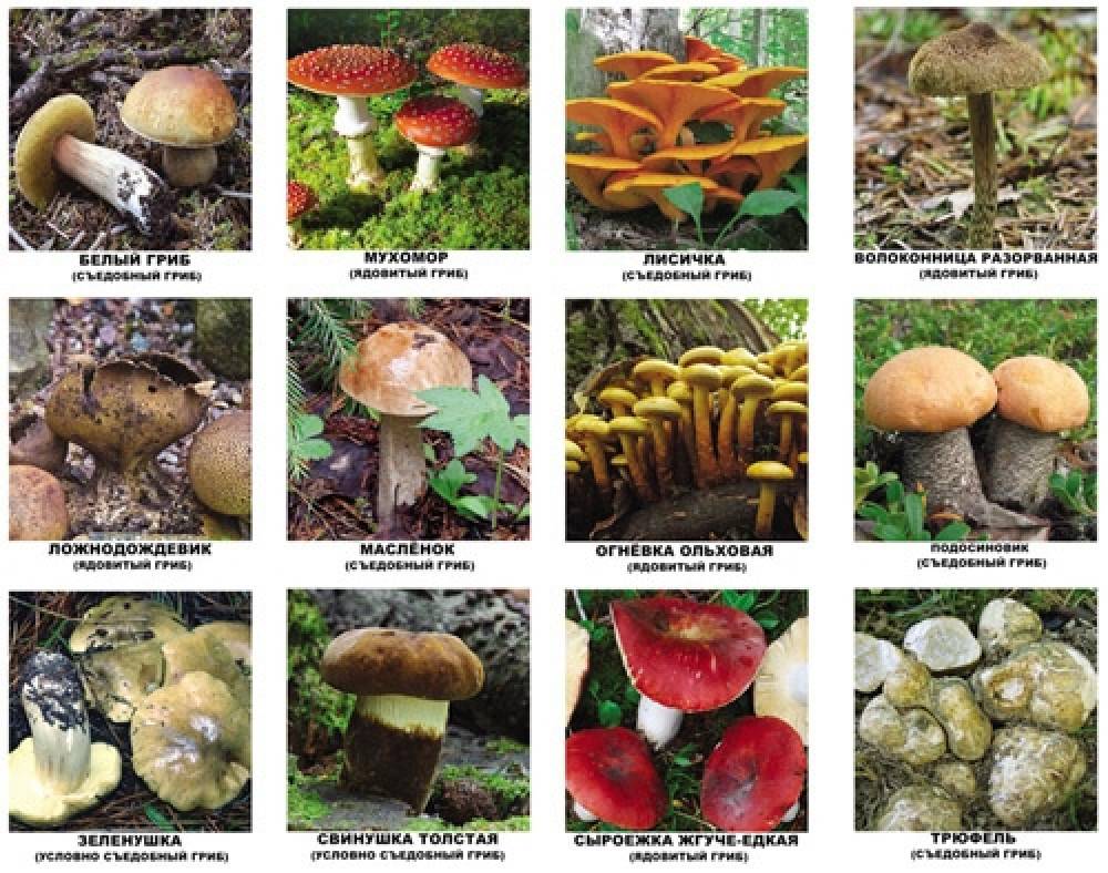 Съедобные грибы – фото, название и описание для детей и взрослых