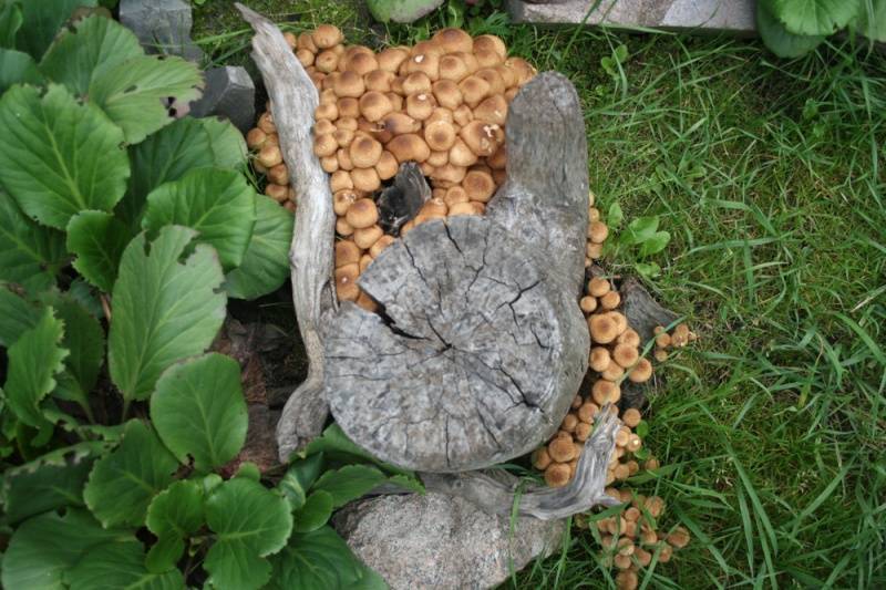 Выращивание грибов в домашних условиях: главные особенности и инструкция для новичков