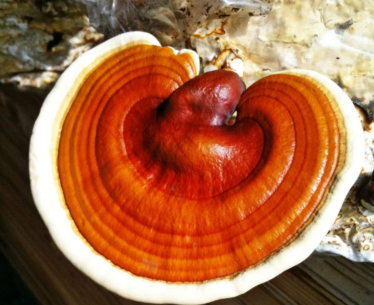 Гриб рейши, линчжи или трутовик лакированный (ganoderma lucidum): фото и описание