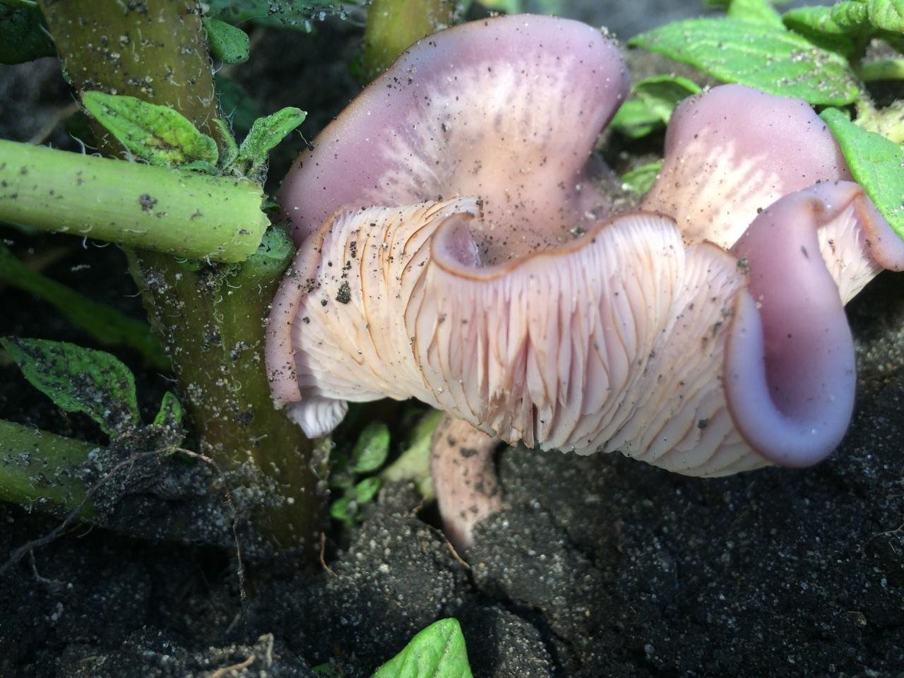 Рядовка лиловоногая: узнаваемый представитель грибного царства