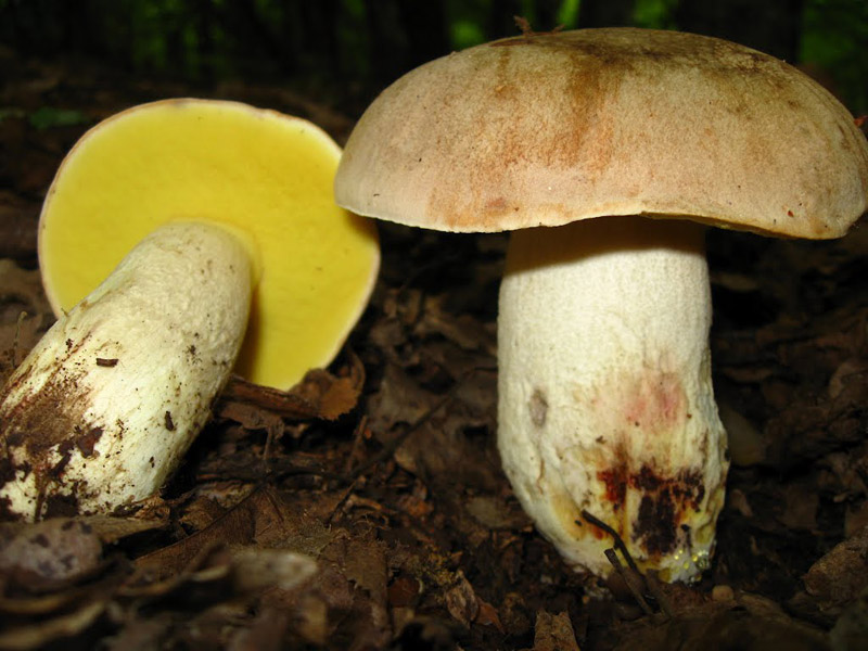 Как варить полубелые грибы - сколько варить перед жаркой и до готовности?