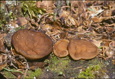 Дисцина щитовидная — описание гриба, где растет, похожие виды, фото