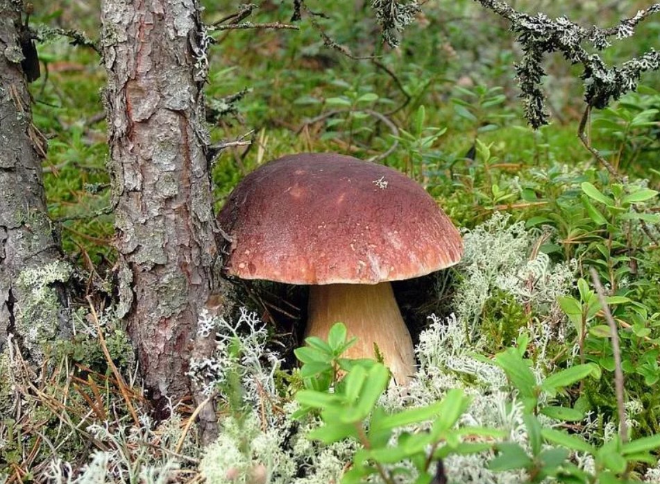Где растет белый гриб в лесу, под какими деревьями, как собирать