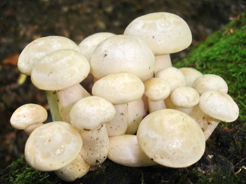 Описание и особенности применения гриба рядовка скученная
