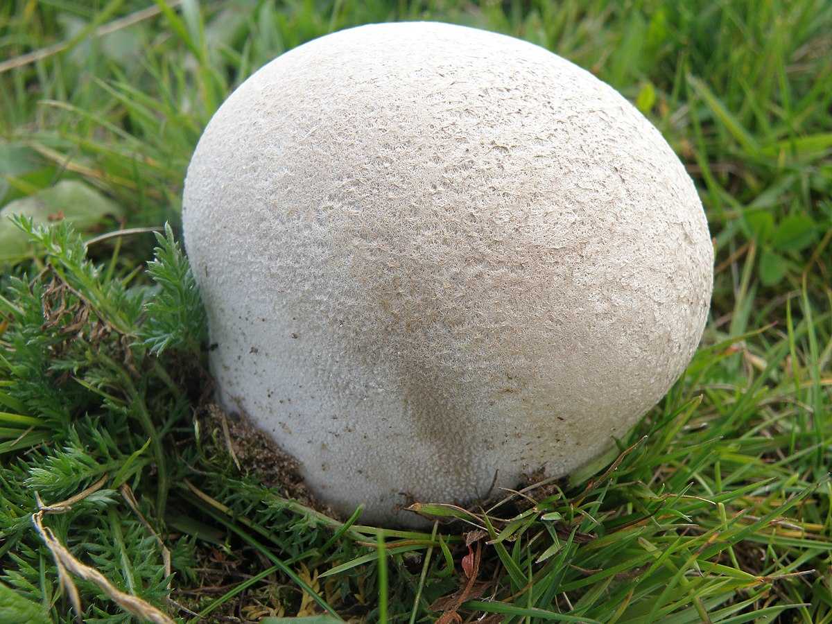 Головач гигантский — описание, где растет, ядовитость гриба