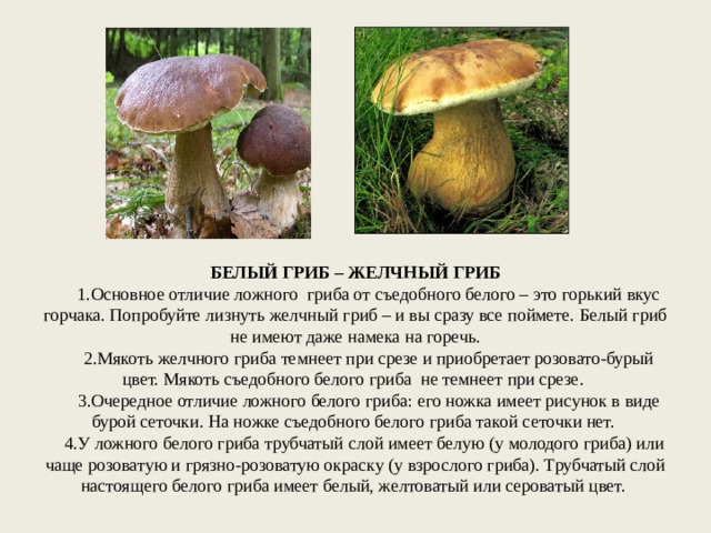 Как отличить ложный белый гриб от настоящего: описание и фото