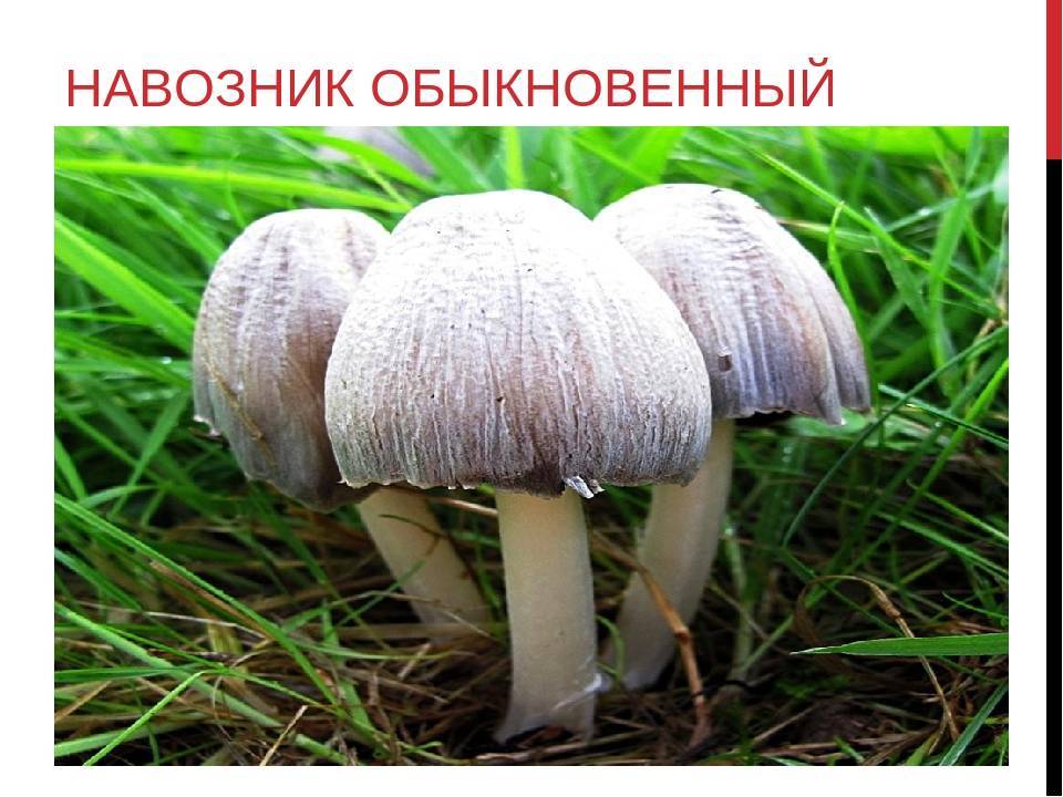 Съедобный ли гриб навозник: описание, разновидности и фото