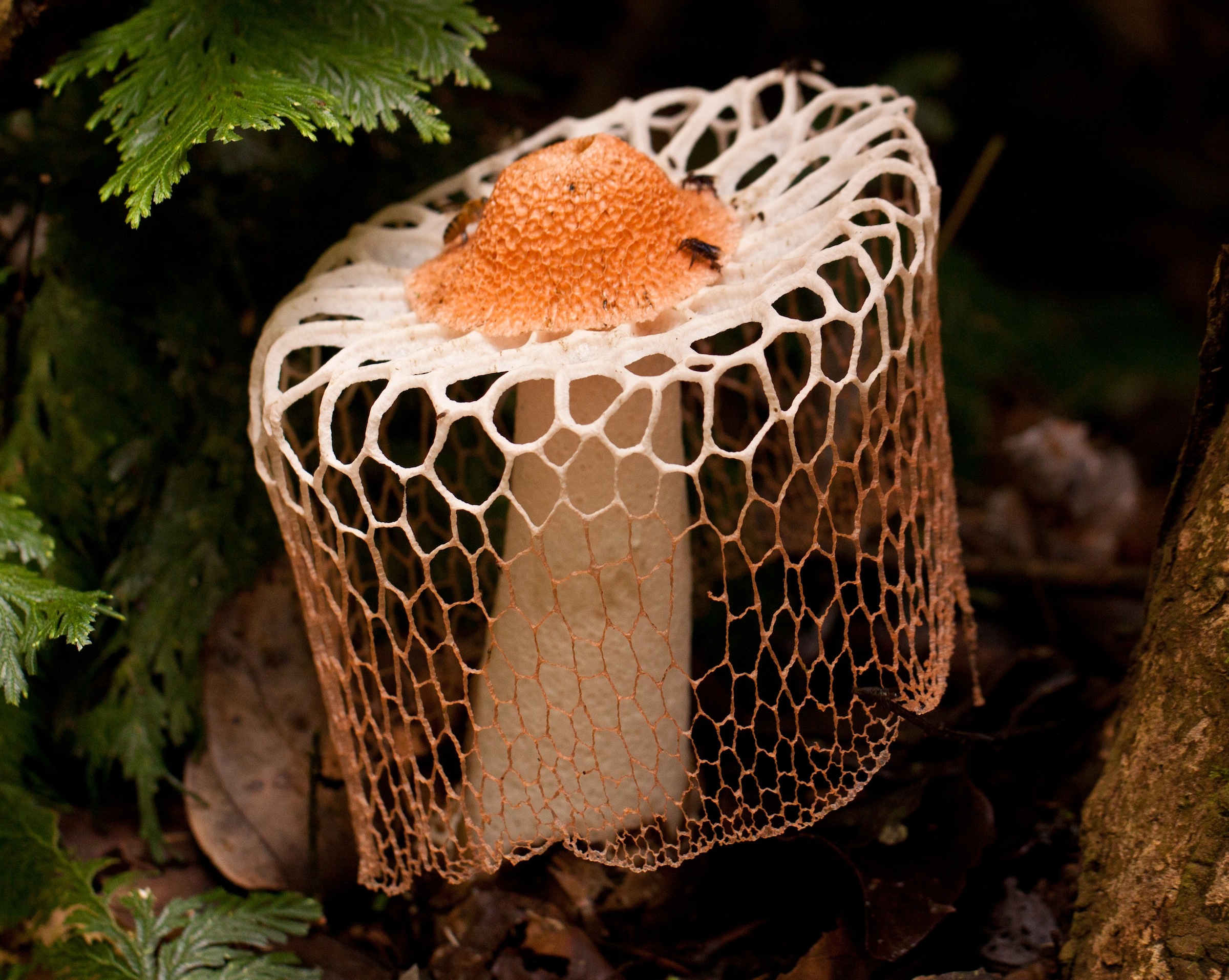 Сетконоска сдвоенная: описание, лечебные свойства, где растет гриб+фото