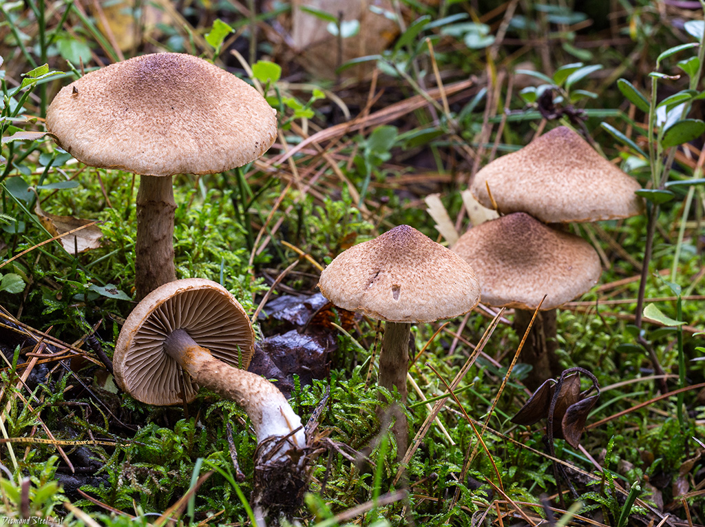 Паутинник гриб, фото, описание гриба - фермер без хлопот